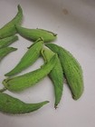 10 Common Milkweed Pods With Seeds  2026 Picks  Attracts Monarch Butterflies