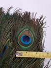 10-55 Inches 100 Pcs Natural Peacock Feathers With Big Natural Eyes From Ga