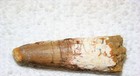 Spinosaurus Tooth Dinosaur Teeth Real Bone Fossil Extinct Rare Relic Spinosaur