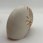 Natural Nautilus Seashell Nautilus Pompilius  1 Shell Approx  6    Inches 