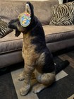 Life Size 32    German Shepherd Melissa   Doug Realistic Plush Pet Dog Wy19053