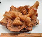 Botryoidal Agatized Coral Specimen   Suwanee River  Florida 6 X 4 1 2 X 3 Fossil