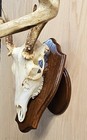  Whitetail Buck Deer Antler Sheds European Skull Plaque Wall Shelf Mount