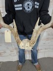 12 Point Whitetail Deer Antler Rack Horn European Skull Mount Man Cave 163 