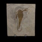 2 8  Eurypterus Sea Scorpion Fossil Eurypterid Silurian 420 Mil Yrs Old New York