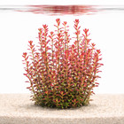 Rotala Florida Tissue Culture From Aquarium Plants Factory  