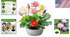 160pcs Mixed Lotus Seeds For Planting In Water  Colorful Bowl 160  Mix Color