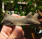 Fossil Beaver Femur Leg Bone Juvenile Unfused Joint Ice Age Rodent Skull Jaw