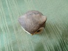 Vintage Mcm Kitsch Owl Figurine Ceramic porcelain 3  Floral Bow Tie Taiwan