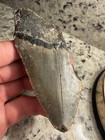 Real Megalodon Shark Tooth Fossil Over 4 Inches With Corral Growth