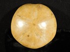 Polished 150 Million Year Old  Sand Dollar Fossil Madagascar 142gr