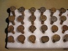 Railroad Date Nails 50  From 1917 To 1965 Not All Dates Included  6