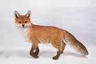 Fox Walking Garden Statue Life Size Home Decor Resin Animal Sculpture