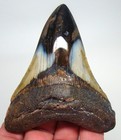 Megalodon Shark Tooth Real Fossil - 4 10     Xl Big Sharks Teeth