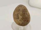 Real Permineralized Reptile Egg Fossil 