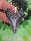 Megalodon Sharks Tooth Pendant Nice No Restorations Fossil Sharks Teeth Tooth