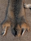 Just Tanned Grey Fox Pelt nice Fur No 2 Pelt  Cabin Craft soft Hide plush