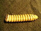 Rattle Snake Rattle Rattler Approx  2 3 4 Inches Long X 5 8 Inches Wide  2