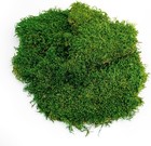 Supermoss Preserved Sheet Moss  Fresh Green
