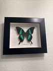 Real Taxidermy Butterfly In Frame- Papillo Palinurus 7 5   x6 5   
