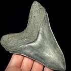Megalodon Shark Tooth  otodus Megalodon  4 76  Real Fossil Shark Teeth
