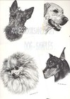  194 Schnauzer Cropped Ears    Dog Art Print   Pen And Ink Drawing   Jan Jellins