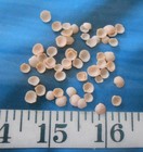   Baby Cup Shells   50  Matte Pale Peach      Shellcraft   Sailor s Valentines  