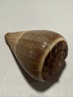 Conus Loroisii F  Insignis Dautzenberg 1937  dark 57mm