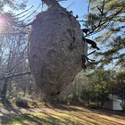 Huge Natural Very Pretty Gray Paper Wasp Nest  On Original Branch  Peach Seed