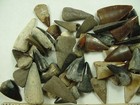 50 -  Fossilized Barracuda Teeth From North Florida