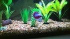 3 5oz Premium Small Gravel Pebbles For Aquarium  top Fin Underwater Worlds Beach
