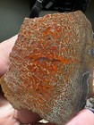 Dinosaur Gem Bone Rough High Grade Slab 