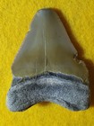2 0  Megalodon Shark Tooth Fossil Bone Valley Formation Florida 