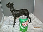 Bronze Great Dane Dog