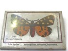 2001 Shupp s Grove Butterfly Pin Button Vintage Homecoming Extravaganza