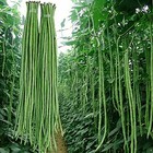 Moccurod 30  Yard Long Bean Seeds Asian Vegetable Long Bean String Beans