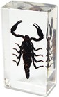 2 3 4  New  Real Black Scorpion Insect Paperweight Office Desk Gift Arachnid 