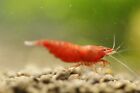 10 1 Fire Red Cherry - Freshwater Neocaridina Aquarium Shrimp  Live Guarantee