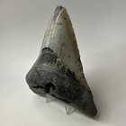 Megalodon Shark Tooth 5 13 Inch - Huge - Authentic Fossil - Natural Teeth 20009