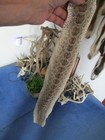 Rattlesnake Skin Prairie Rattle Snake Hide Dry Tanned Wrap Pen Blanks 29 In  G9