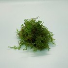 Christmas Moss Buy2get1 Free Aquarium Plants Fish Tank Aquatic Plant Portion
