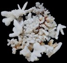 Broken Coral Pieces Measuring 1 2 To 3 5   Sold By The 1 4 Pound