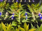 Hygrophila Salicifolia Pot   Buy3get1free   Live Aquatic Plants
