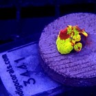 Jawbreaker Mushroom Coral Jb Wysiwyg - Indigo Corals - Ic 3441
