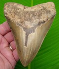 5 43    Megalodon Tooth Real Fossil Shark Tooth  W  Display  Stand No Restorations