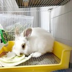 Steel Grids Rabbit Litter Box - Bunny Litter Pan Training Box 15x11x4 7 Inche   