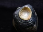 Big Eyes Gobi Agate  Gobi Desert  China 6