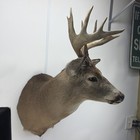 Whitetail Deer Shoulder Mount 9 Point Buck Palmated Heavy Antlers Taxidermy 108   