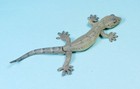 Kaiyodo Animatales Animal In Japan Choco Q Schlegel s Japanese Gecko Mini Figure