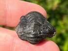 Proteus Fossil Trilobite Morocco Devonian Age Enrolled Bug